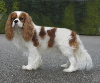 Can Ch. Hillwood Diamond Jim - DJ