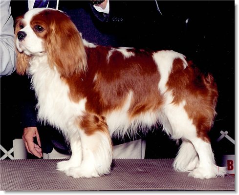 Windsor