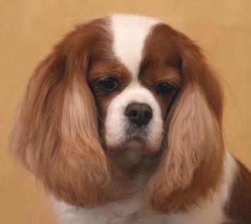 Flying Colors Jpeg